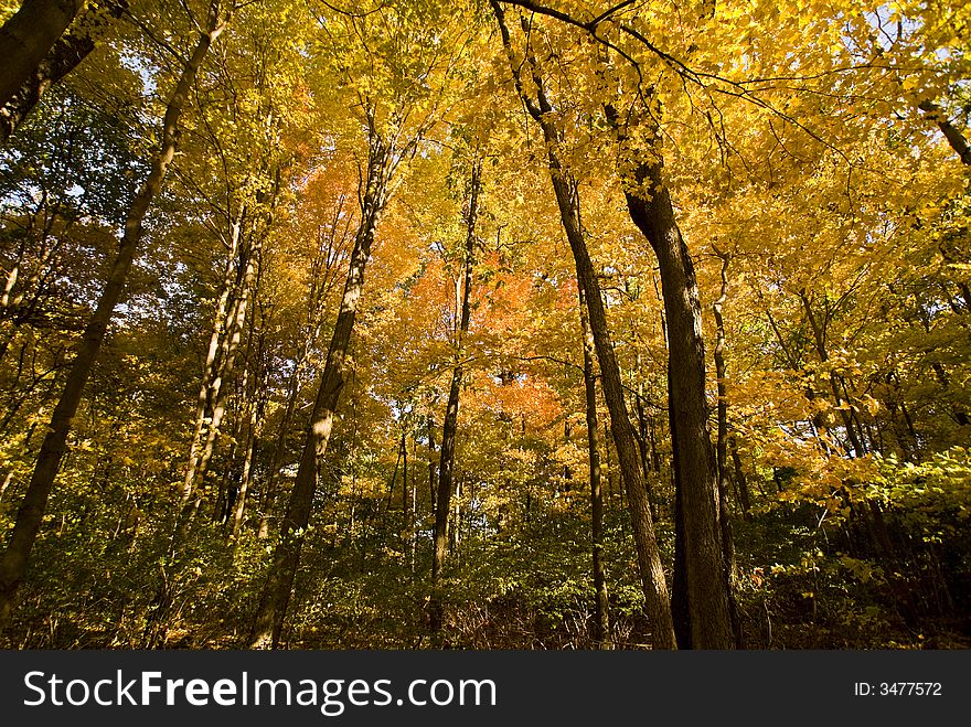 Dense forest turning autumn colors. Dense forest turning autumn colors