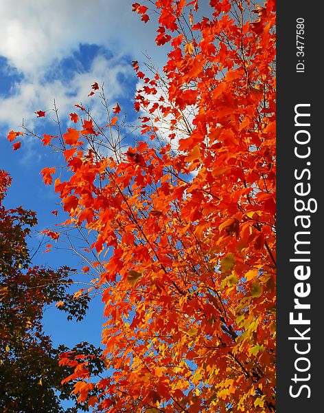 Leaves turning color against a blue sky. Leaves turning color against a blue sky