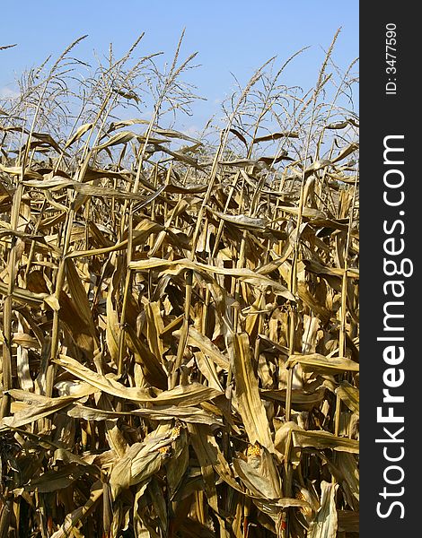 Dry corn stalks still in the field in October