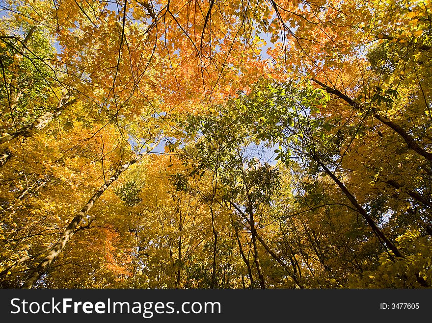 Leaves turning color in the forest canopy. Leaves turning color in the forest canopy