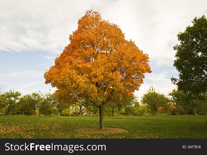 Leaves turning color against a cloudy sky. Leaves turning color against a cloudy sky