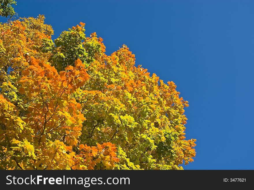 Leaves turning color against a deep blue sky. Leaves turning color against a deep blue sky