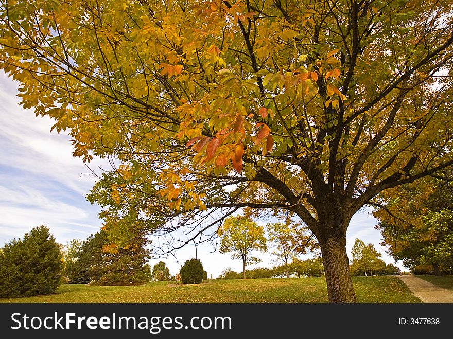 Leaves turning color against a cloudy sky. Leaves turning color against a cloudy sky