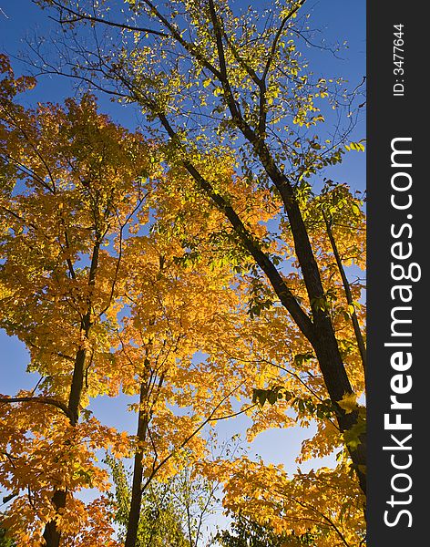 Leaves turning color against a deep blue sky. Leaves turning color against a deep blue sky