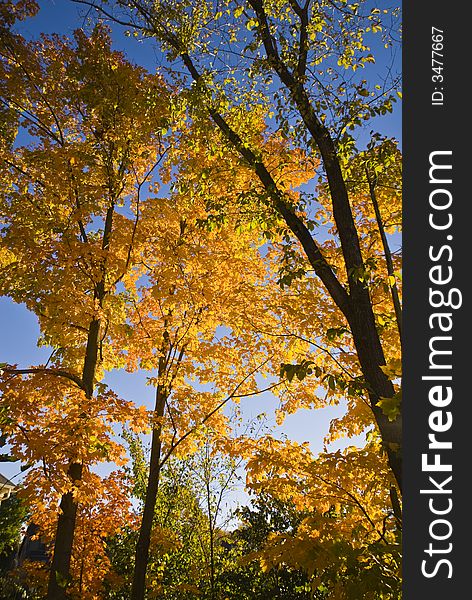 Leaves turning color against a deep blue sky. Leaves turning color against a deep blue sky