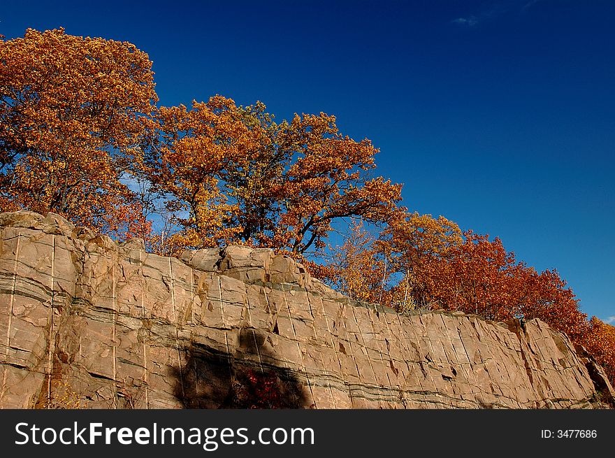 A group of trees on the rocks. A group of trees on the rocks