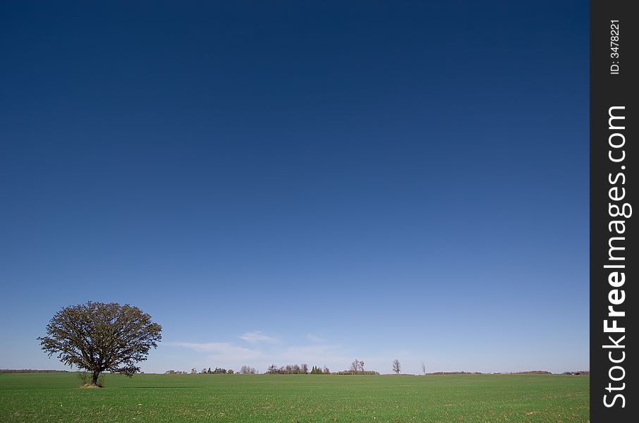 A lone tree in a green field with vast blue sky. A lone tree in a green field with vast blue sky