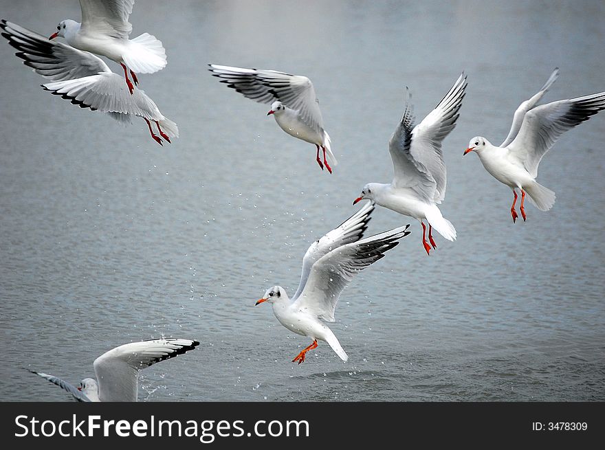 Flight of the Seagulls platoon