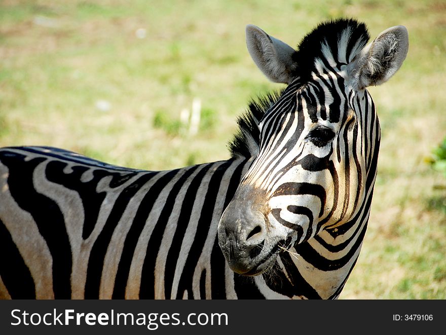The beauty of animal zebra
