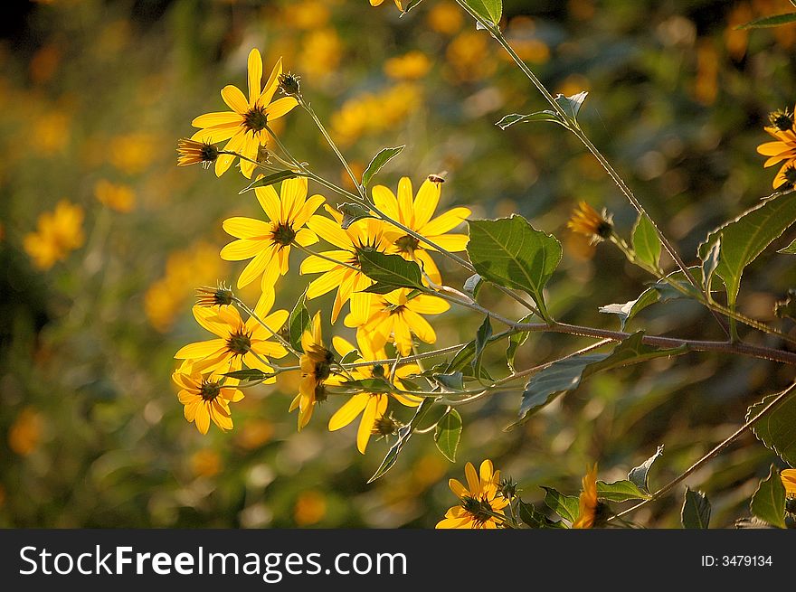 Wild yellow flowers blooming against sun in autumn.