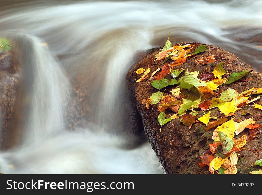 An image of yellow leaves on a stone. An image of yellow leaves on a stone