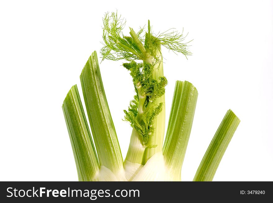 Fresh fennel in detail with white background
