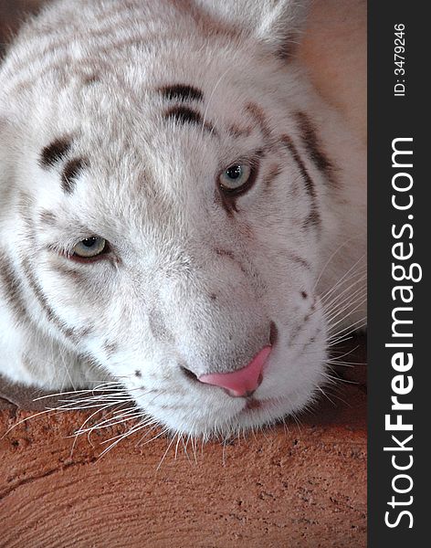 White tiger form Sumatra island