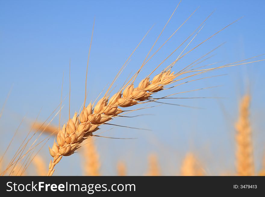 Close photo from a wheat stalk,before harvest. Close photo from a wheat stalk,before harvest.