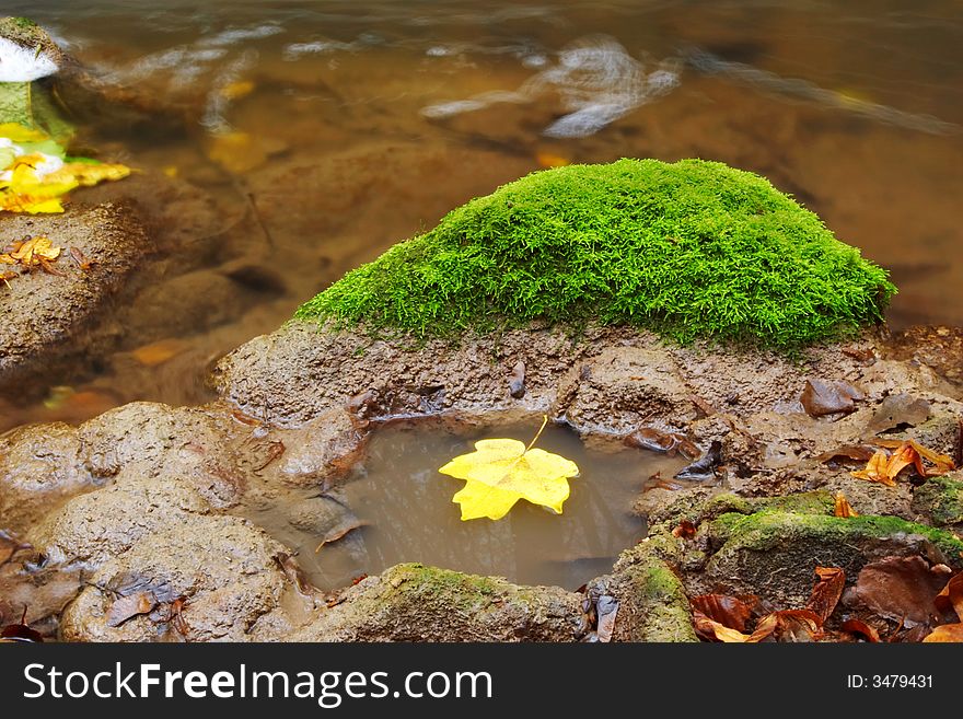 An image of mapple leaf in river