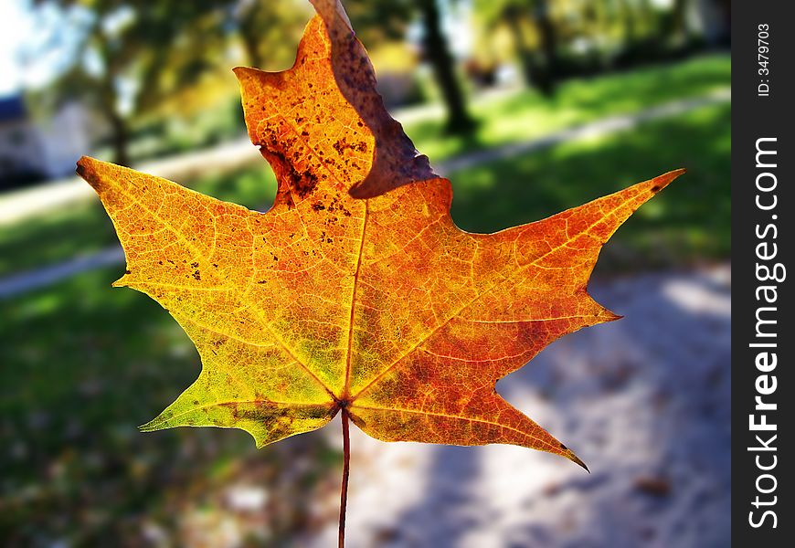 Image of a lovely bright leaf in autumn in a blurred park scene background. Image of a lovely bright leaf in autumn in a blurred park scene background