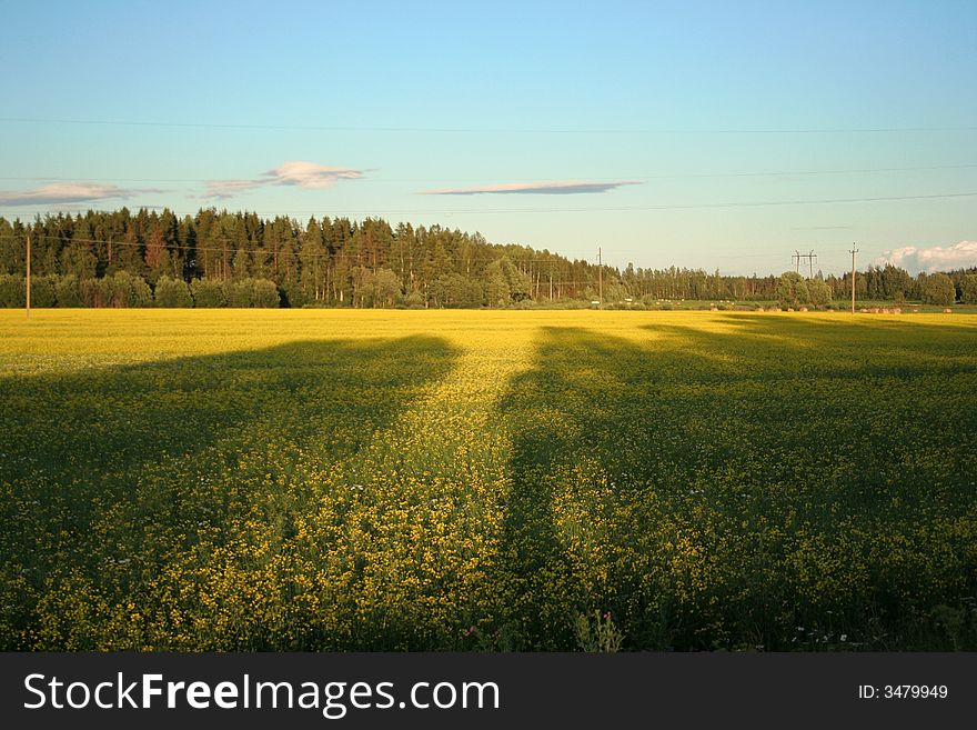 Shadows Of Trees