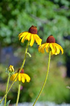 Two Yellow Echinacea Flowers Royalty Free Stock Images Two Yellow Echinacea Flowers Royalty Free Stock Images