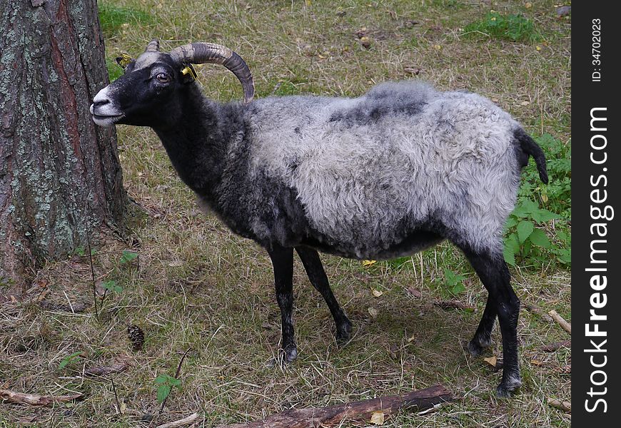A portrait of a grey sheep with horns. A portrait of a grey sheep with horns
