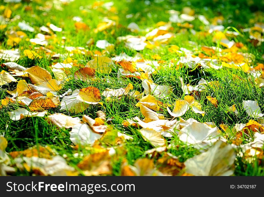 Autumn leaves on green grass with the sun shining all over. Autumn leaves on green grass with the sun shining all over.
