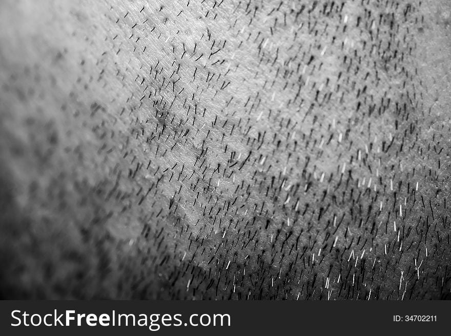 Human skin detail closeup with pores and hair growing all over.