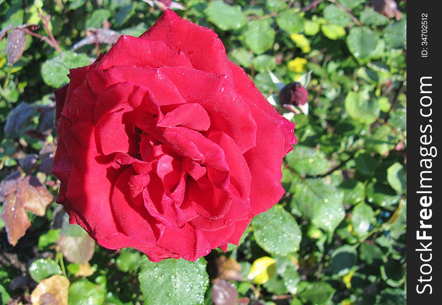 A close up of a red blooming rose flower. A close up of a red blooming rose flower