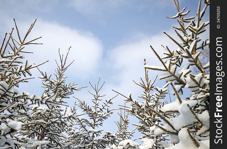 Snowy tips of spruces relating to the blue sky. Snowy tips of spruces relating to the blue sky