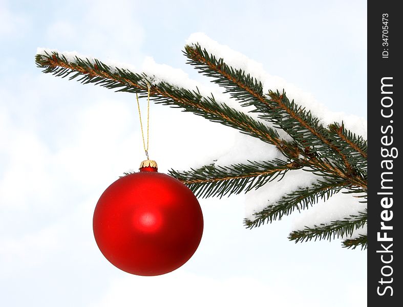 Red glass ball hanging on the snowy twig of the spruce. Red glass ball hanging on the snowy twig of the spruce