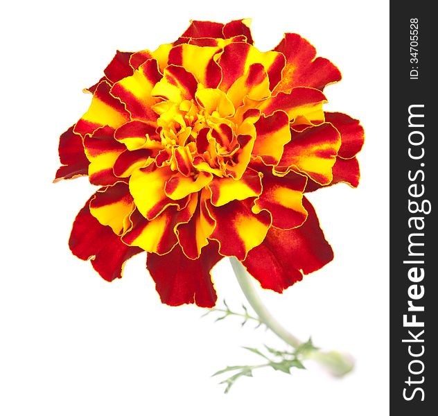 The French marigold (Tagetes patula) is a low growing plant with flowers of blended red and yellow. The French marigold (Tagetes patula) is a low growing plant with flowers of blended red and yellow.