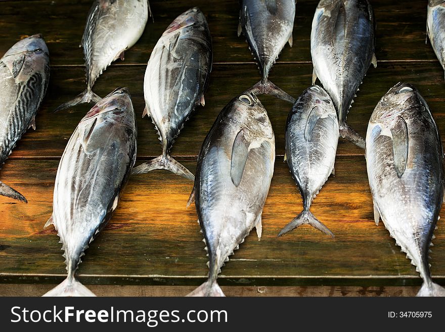 Fresh tuna catch for sale. Fresh tuna catch for sale