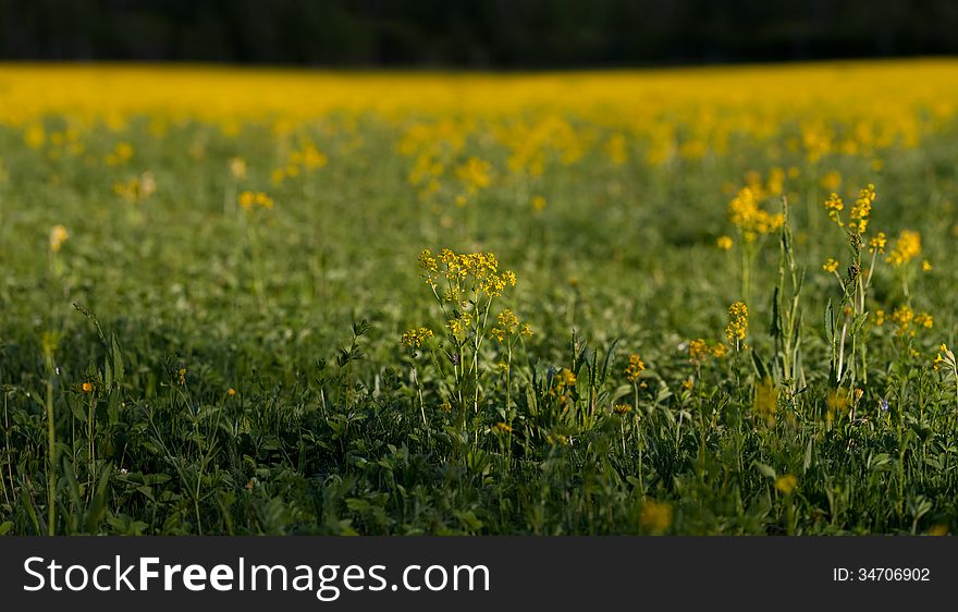 Brassica juncea, mustard greens, Indian mustard or Chinese mustard is a species of mustard plant.