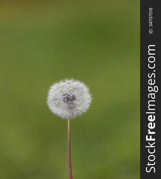 Seed Head