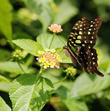 Beautiful Giant Swallowtail Or Lime Swallowtail Butterfly Royalty Free Stock Images