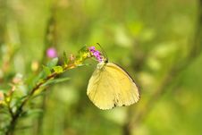 Grass Yellow Or Common Grass Yellow &x28;Eurema Hecabe&x29; Butterfly Royalty Free Stock Photos Grass Yellow Or Common Grass Yellow &x28;Eurema Hecabe&x29; Butterfly Royalty Free Stock Photos