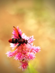 Honey Bee Pollinating Flowers In A Field Of Beautiful Flowers Royalty Free Stock Photo