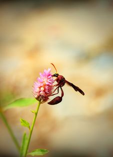 Brown Wasp Searching For Nectar On A Pink Flower In A Garden Royalty Free Stock Photo
