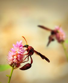 Brown Wasps Pollinating Flowers In A Field Of Beautiful Flowers Royalty Free Stock Images Brown Wasps Pollinating Flowers In A Field Of Beautiful Flowers Royalty Free Stock Images