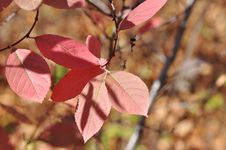 Autumn Leaves Royalty Free Stock Photos Autumn Leaves Royalty Free Stock Photos