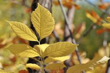 Autumn Leaves Royalty Free Stock Images Autumn Leaves Royalty Free Stock Images