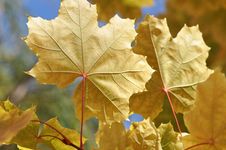 Autumn Leaves Royalty Free Stock Photography Autumn Leaves Royalty Free Stock Photography