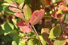 Autumn Leaves Royalty Free Stock Photos Autumn Leaves Royalty Free Stock Photos