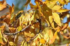 Autumn Leaves Stock Image Autumn Leaves Stock Image