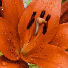 Raindrops On Lily Royalty Free Stock Photography
