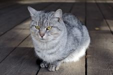 Serious Cat Is Sitting On The Front Porch Stock Images