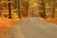 Forest Road. Stock Photo Forest Road. Stock Photo