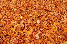 Autumn Leaves. Stock Image