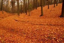 Forest In Autumn. Royalty Free Stock Image Forest In Autumn. Royalty Free Stock Image