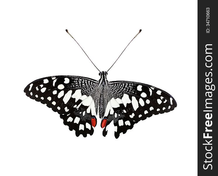 Beautiful Common Lime Butterfly or Lime Swallowtail isolated on white background and with clipping path