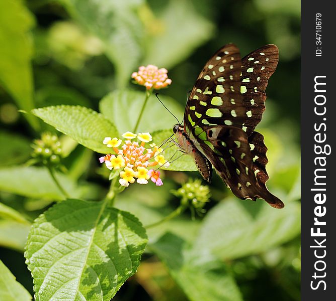 Beautiful giant swallowtail or lime swallowtail butterfly on a lantana flower searching for honey or nectar on a summer day