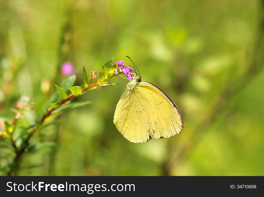 Large Grass Yellow or Common Grass Yellow (Eurema hecabe) butterfly on a flower searching for honey or nectar on a summer day. Large Grass Yellow or Common Grass Yellow (Eurema hecabe) butterfly on a flower searching for honey or nectar on a summer day